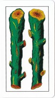 deck-000370-bast2