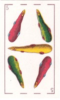 deck-000483-bast5