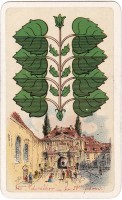 deck-000451-laub8